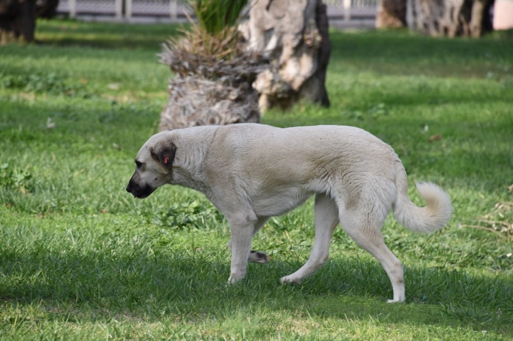 Aliağa’da ’kist hidatik’ eğitimi 
