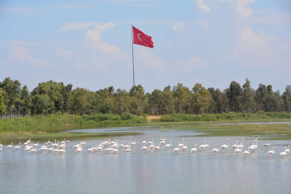 Aliağa’da Kuş Cenneti her mevsim rengarenk 