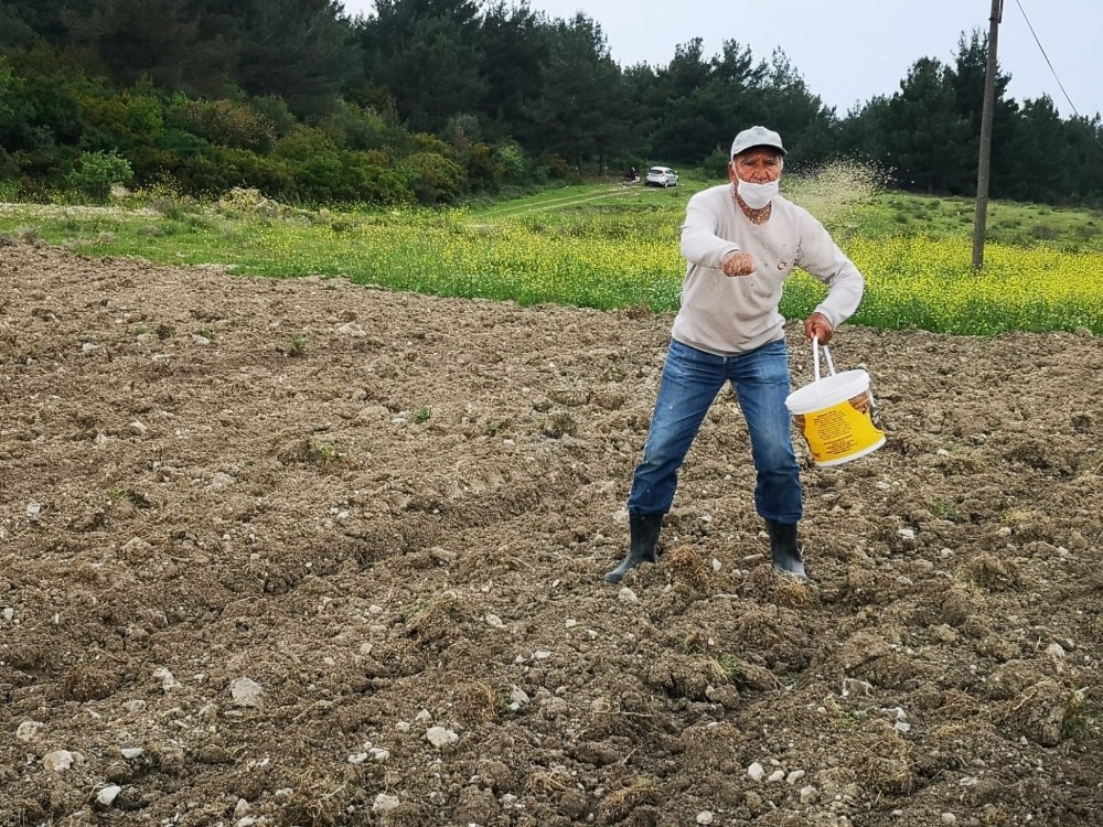 Aliağa’da susam çeşitleri analiz sonrasında toprakla buluştu 