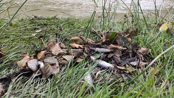 Alibey Barajı'na akan derede korkutan tablo! Görenler gözlerine inanamadı