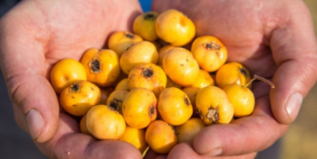 Alıç neye yarar, alıç neye faydalıdır?