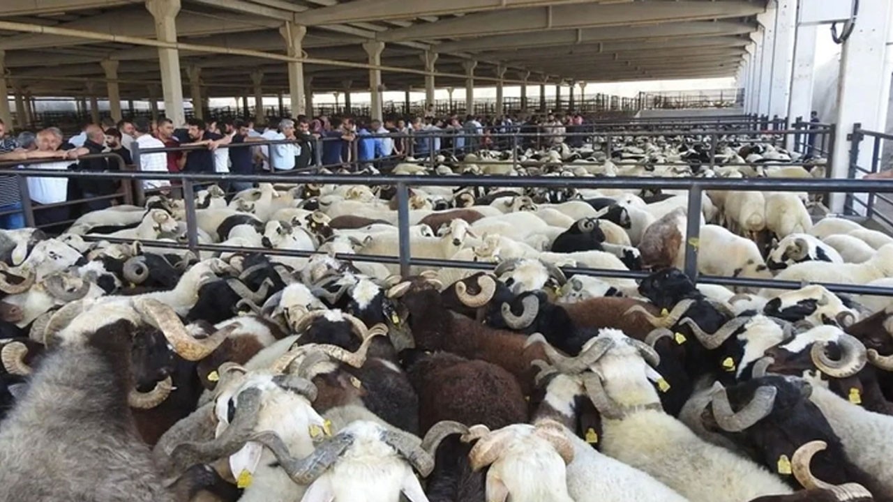 Alırken dikkat edin! Kurbanlıklarda görülmemiş hile
