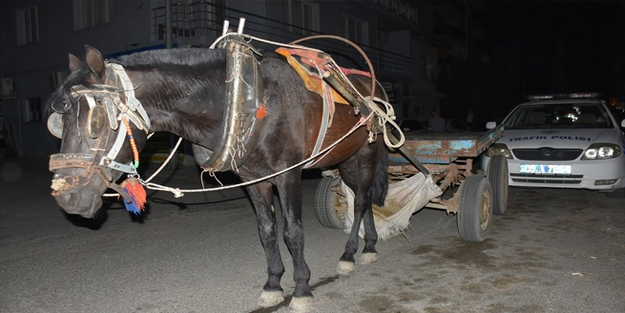Alkollü at arabası kullandı, cezayı yedi