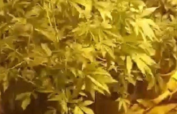 Allah bu hainlere geçit vermesin! Bakın evde ne yetiştirmişler