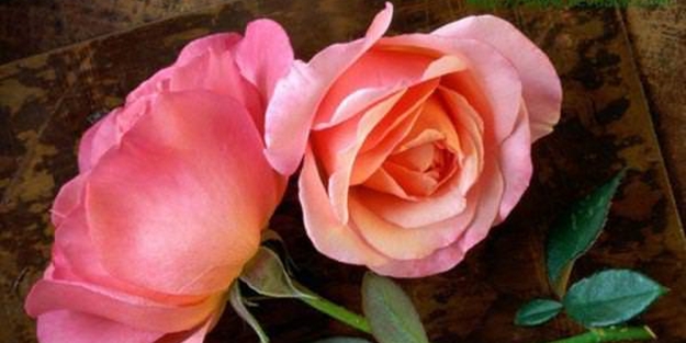 Allah bu kişileri münafık sayıyor - FOTO