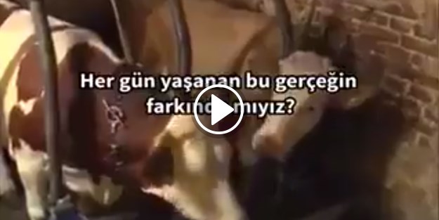 Allah bunun hesabını sorar!