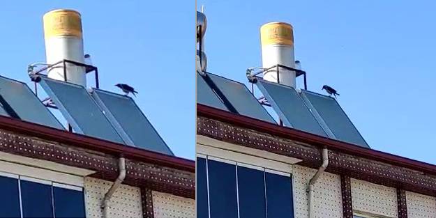 'Allah' diye bağıran karga hayrete düşürdü