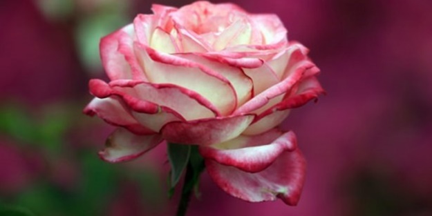 Allah niçin kadın peygamber göndermedi?