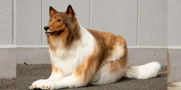 Allah şaşırtmasın... Köpeğe benzemek için 450 bin TL harcamıştı: Bakın şimdi neye dönüşecek