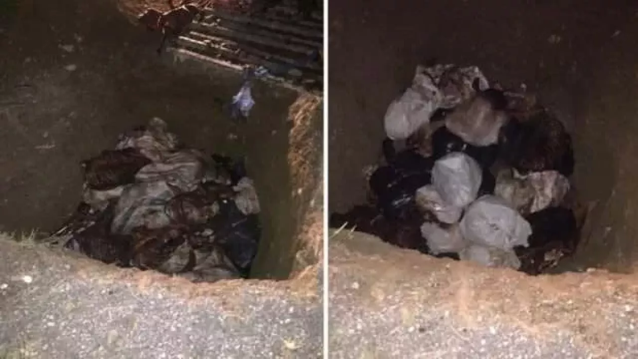 Allah sizin belanızı versin! Bunları sallandırmak lazım