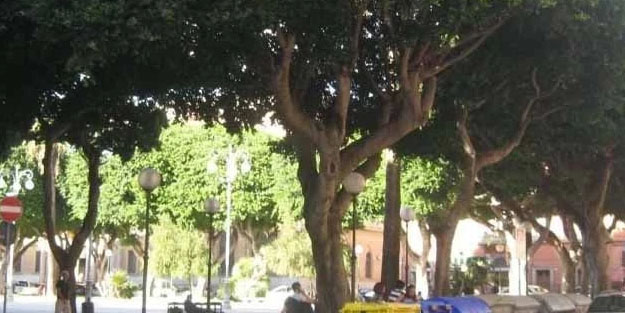 Mahmut Erden: Allah'ın ağacından bile mahrumuz deyip açıkladı!