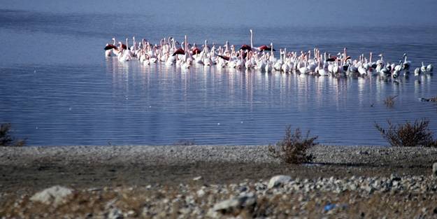 Allı turnalar İvriz Barajı'nda soğuktan korunmaya çalışıyor