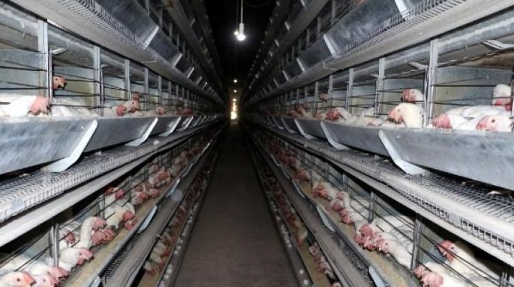 Alman firmasından Mardin'e yatırım!