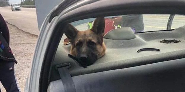 Alman kurdunun başı hoparlör boşluğuna sıkıştı