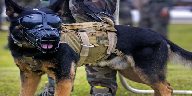 Alman ordusu koronavirüs tespiti için köpekleri kullanacak