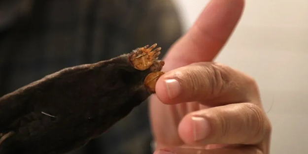 Alman ve Sloven araştırmacılar farkına vardı! Türkiye’de hızla yayılan şaşırtan keşif