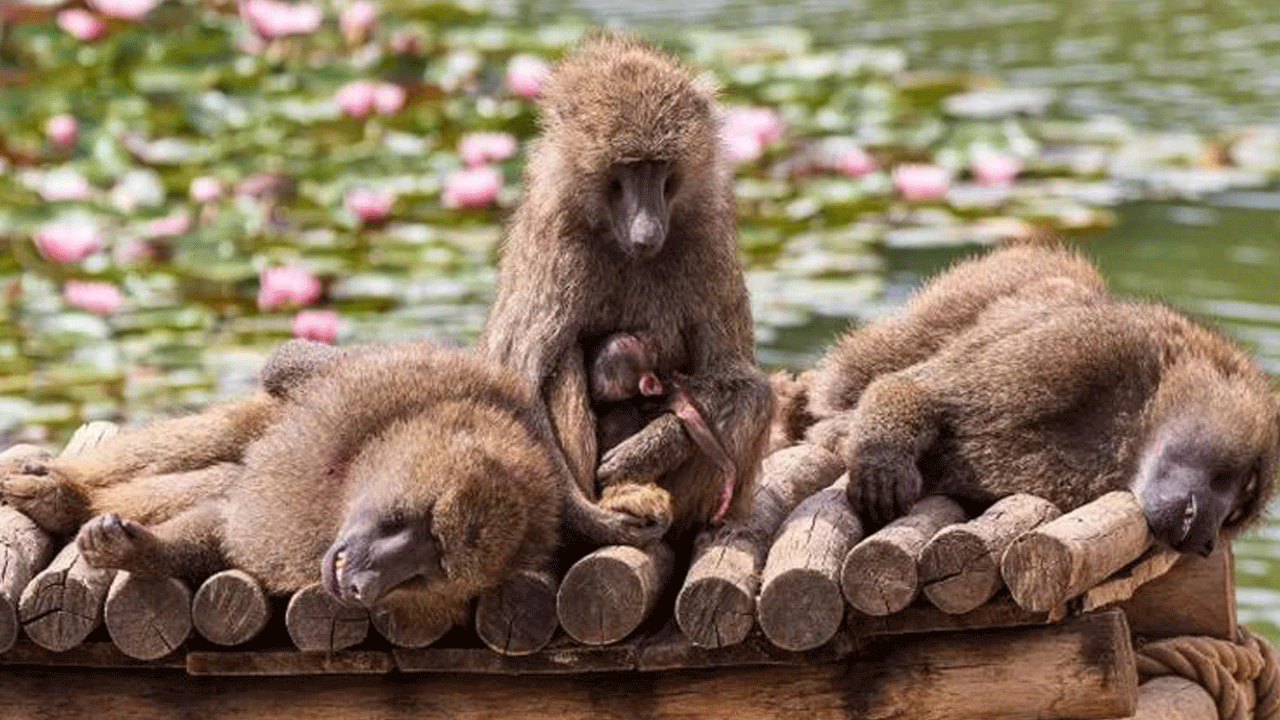 Almanya 12 babunu 'yer yok' diyerek öldürüp yem yaptı!