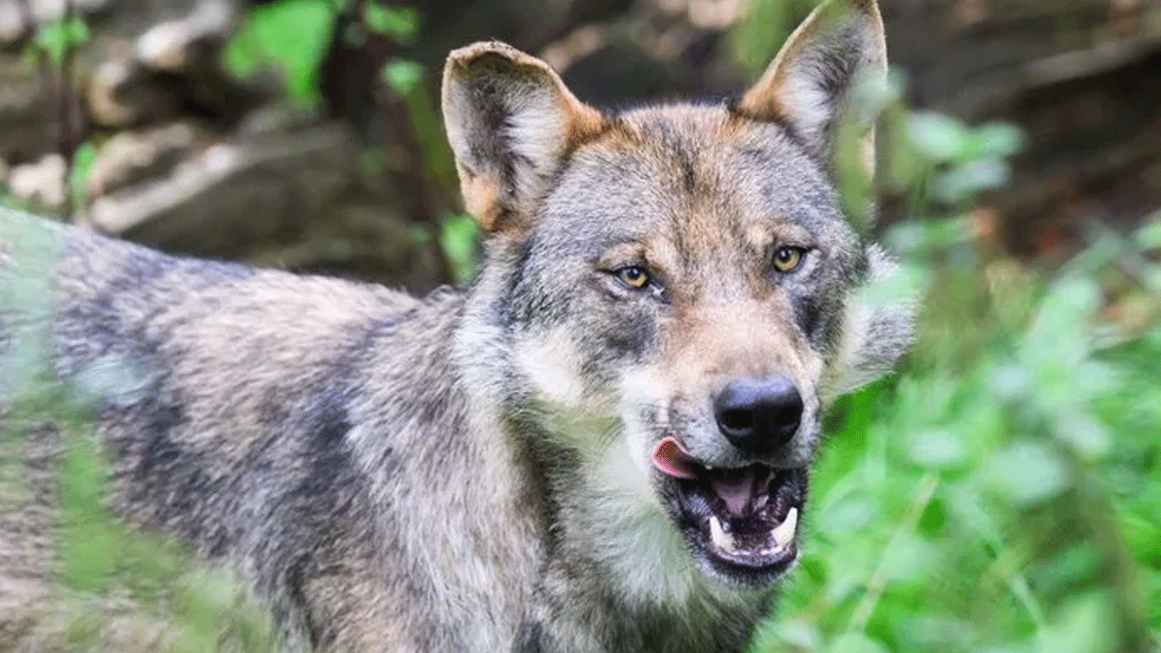 Almanya alarma geçti!