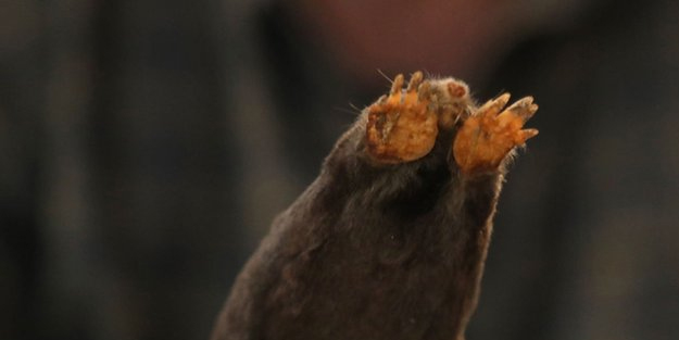 Almanya ve Slovenya ile ortak görev yapan Türk Profesör Karadeniz'de 3 yeni tür keşfetti! Keşif ilan edildi