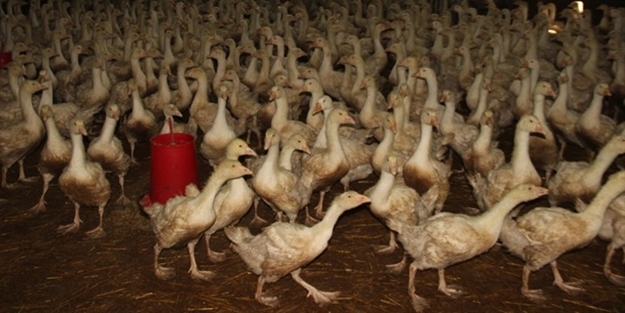 Almanya yerine Elazığ’a yatırım