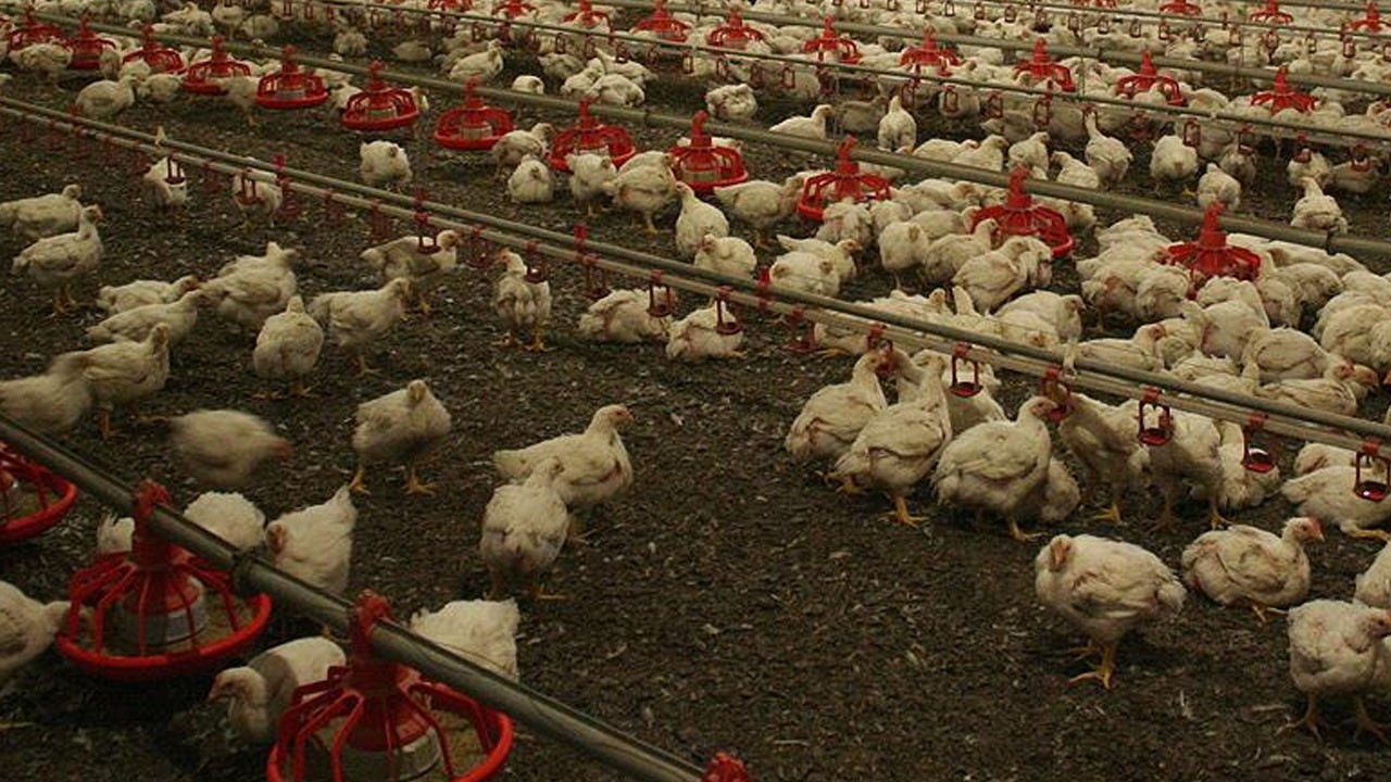 Almanya'da 35 yıl sonra ilk salgın: Yasak geldi!