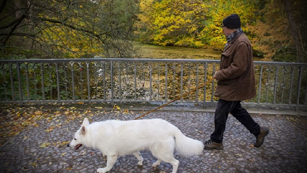 Almanya'da belediyeler köpek vergisinden rekor gelir elde etti!
