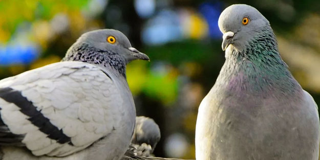 Almanya'da Bilinenden farklı kızdıran oylama ortaya çıktı! Güvercinler öldürülsün mü?