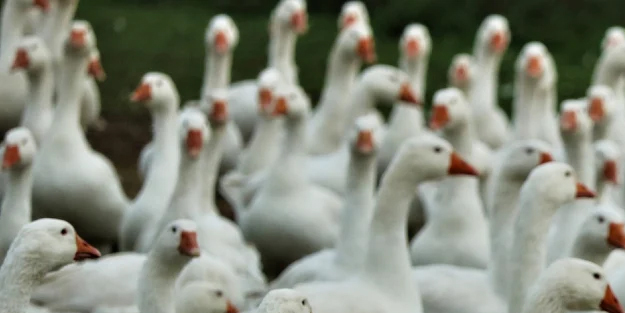  Almanya'da H5N1 paniği: yeni bir kuş gribi vakası daha ortaya çıktı!