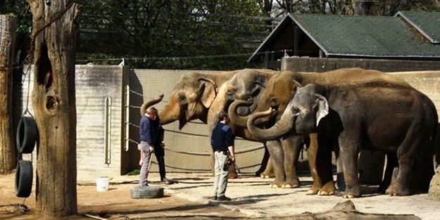 Almanya'da hayvanat bahçeleriyle ilgili kritik açıklama