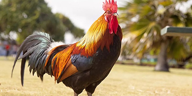 Almanya'da ilginç olay! Horozu mahkemeye verdiler