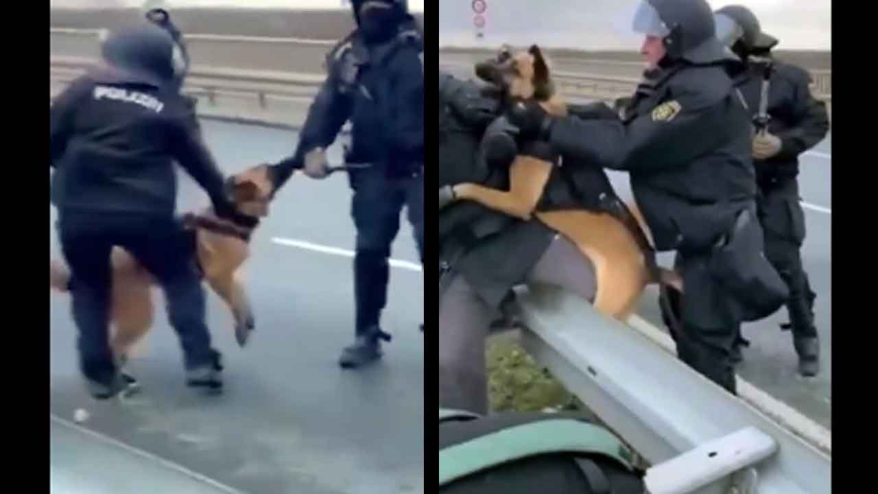 Almanya'da köpekli müdahale polisin elinde patladı! Filistin destekçilerine salınan köpek polisi ısırdı!