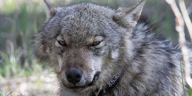 Almanya’da kurtların saldırısına karşı zirve