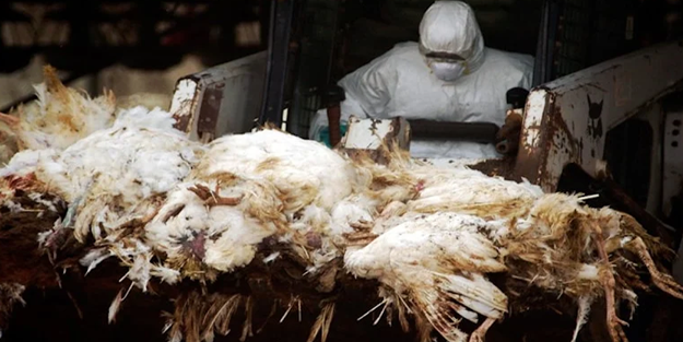 Almanya’da kuş gribi paniği büyüyor!