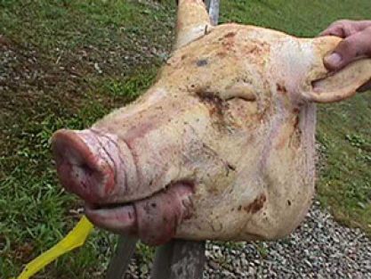 Almanya’da cami arazisine kazıklara saplanan domuz kafaları bırakıldı