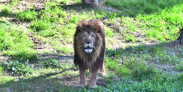 Almanya'nın başkentinde kaçak aslan paniği! Çalışmalar sonlandırıldı