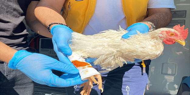 Alo acil 112 tavuğum yaralandı