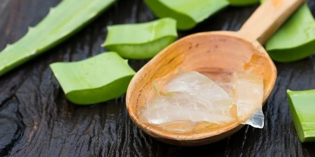 Aloe veranın faydaları nelerdir?