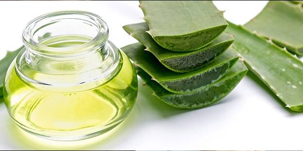 Aloe Veranın faydaları nelerdir, nasıl kullanılır?
