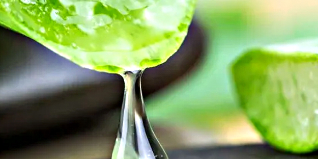 Aloe vera'nın faydalarına inanamayacaksınız!