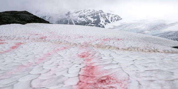 Alp Dağları'na kırmızı kar yağdı! Bilim insanları harekete geçti