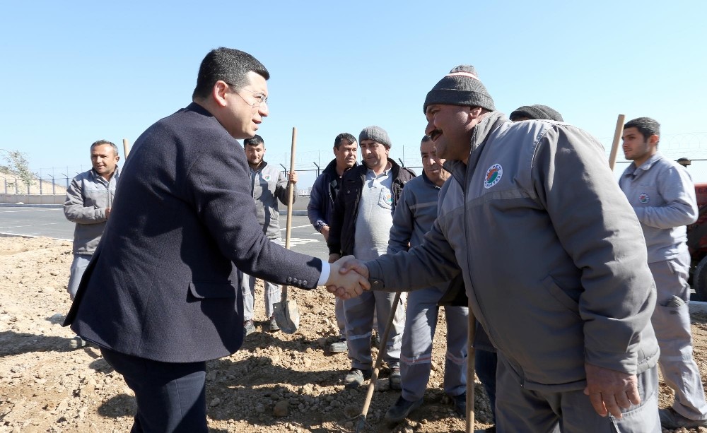 Alparslan Türkeş Bulvarı’na 81 il için zeytin ağacı 