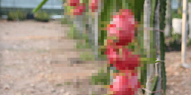 Alternatif olarak üretildi şimdi para basıyor