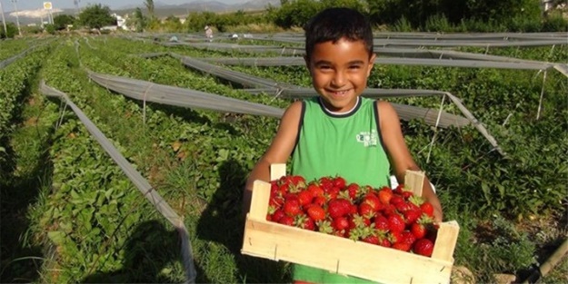 Alternatif ürün diye ekti ama...