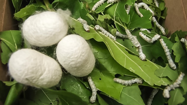 Alternatif ürün köylünün yüzünü güldürdü