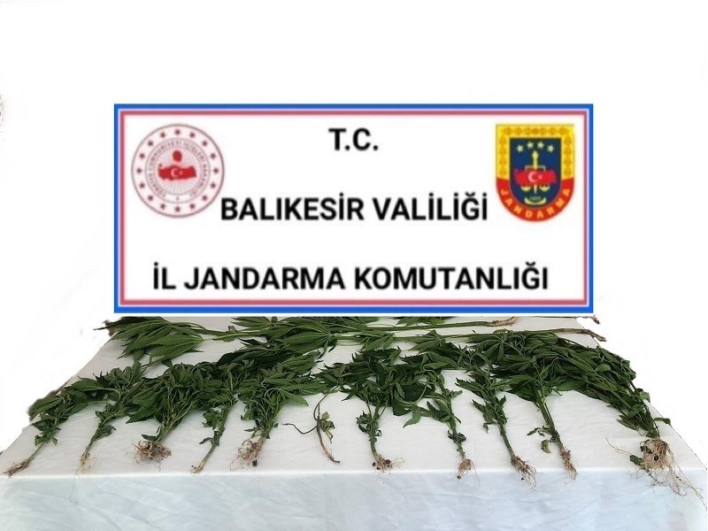 Altıeylül’de jandarmadan kenevir operasyonu 