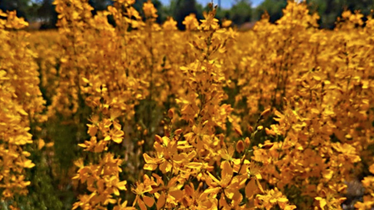 Altın çiçek hem güzellik hem görsel şölen sunuyor! Yok böyle fark