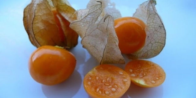 Altın çilek hakkında bilmedikleriniz