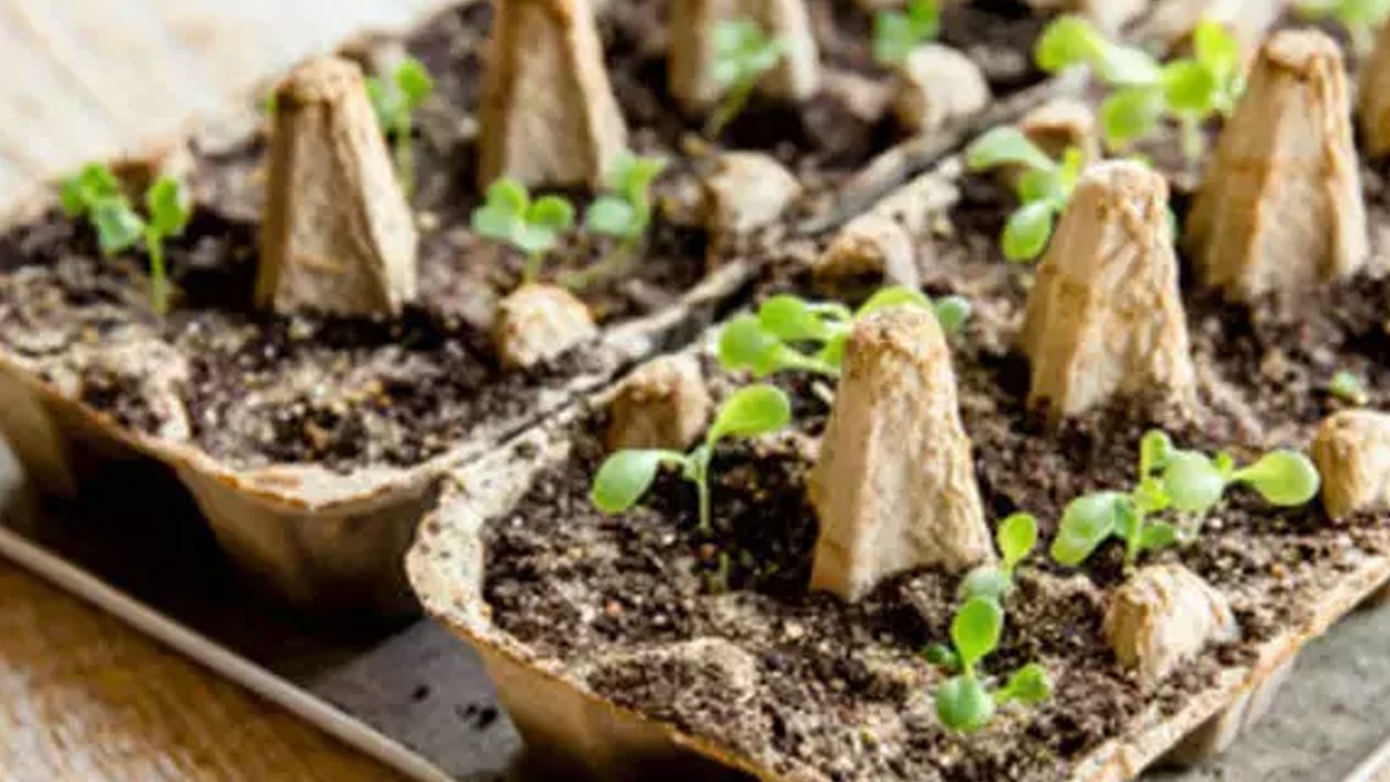 Sadece yumurtaya değil, tüm eve faydalı! O kartonu atmadan önce bir kez daha düşünün