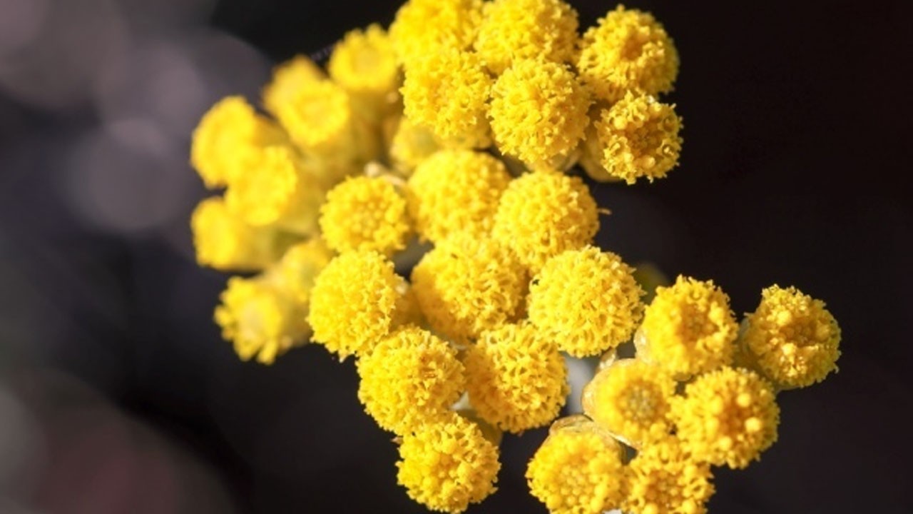 Altın otunun faydaları? İbrahim Saraçoğlu önerdi: Öyle bir şey ki! Nedir, ne işe yarar?