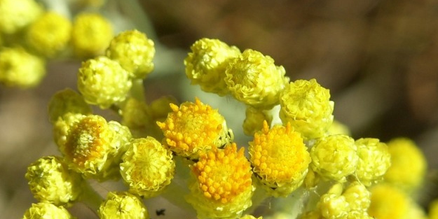 Altın renginde bir hayat çiçeği: Ölmez çiçek!